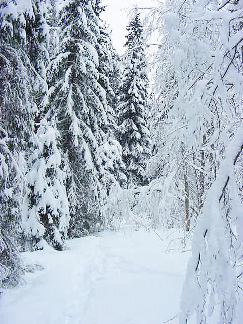 snowforestview1.jpg