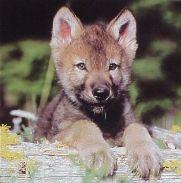 black anime wolf pup. wolf wallpaper image, picture,