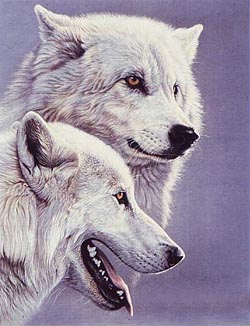 arcticwolves.jpg