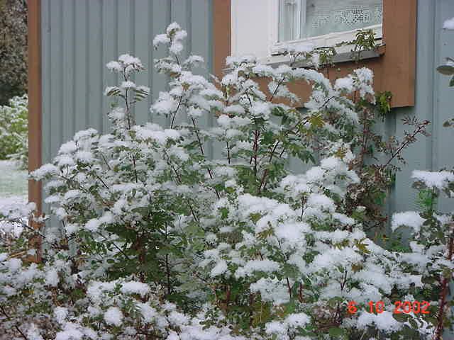 snowbush.jpg