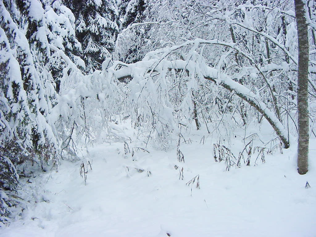 snowforest1.jpg