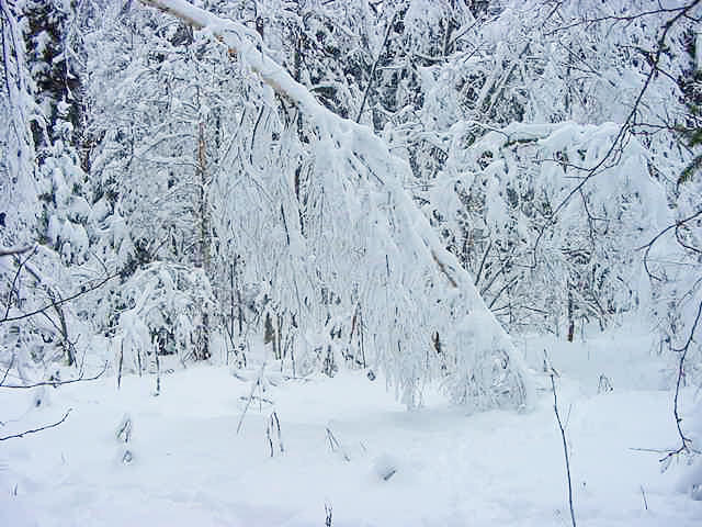 snowforest2.jpg